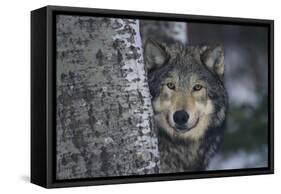 Gray Wolf Standing by Trees-DLILLC-Framed Stretched Canvas