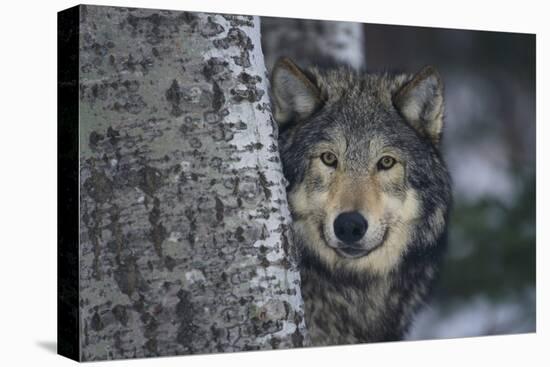 Gray Wolf Standing by Trees-DLILLC-Stretched Canvas