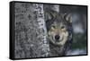 Gray Wolf Standing by Trees-DLILLC-Framed Stretched Canvas