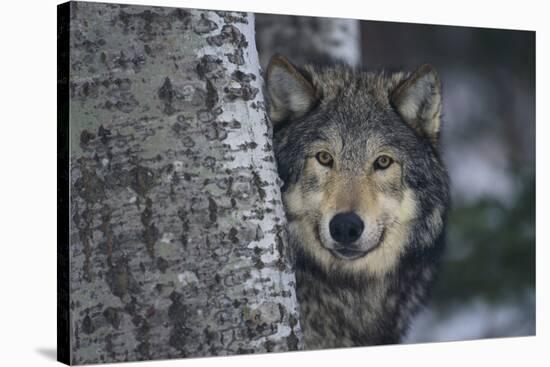 Gray Wolf Standing by Trees-DLILLC-Stretched Canvas