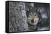 Gray Wolf Standing by Trees-DLILLC-Framed Stretched Canvas