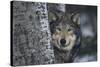 Gray Wolf Standing by Trees-DLILLC-Stretched Canvas