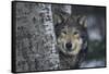 Gray Wolf Standing by Trees-DLILLC-Framed Stretched Canvas