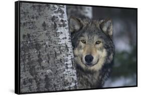 Gray Wolf Standing by Trees-DLILLC-Framed Stretched Canvas