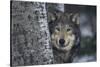 Gray Wolf Standing by Trees-DLILLC-Stretched Canvas