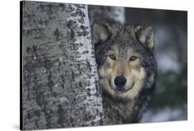 Gray Wolf Standing by Trees-DLILLC-Stretched Canvas