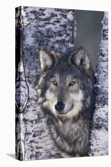 Gray Wolf Standing by Trees-DLILLC-Stretched Canvas