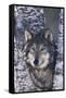 Gray Wolf Standing by Trees-DLILLC-Framed Stretched Canvas