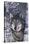 Gray Wolf Standing by Trees-DLILLC-Stretched Canvas