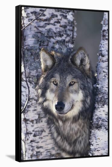 Gray Wolf Standing by Trees-DLILLC-Framed Stretched Canvas