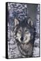 Gray Wolf Standing by Trees-DLILLC-Framed Stretched Canvas