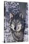 Gray Wolf Standing by Trees-DLILLC-Stretched Canvas