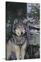 Gray Wolf Standing by Trees-DLILLC-Stretched Canvas