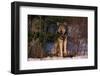 Gray Wolf Standing by Trees-DLILLC-Framed Premium Photographic Print