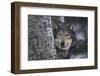 Gray Wolf Standing by Trees-DLILLC-Framed Premium Photographic Print