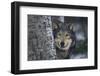 Gray Wolf Standing by Trees-DLILLC-Framed Premium Photographic Print