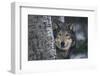 Gray Wolf Standing by Trees-DLILLC-Framed Premium Photographic Print