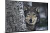 Gray Wolf Standing by Trees-DLILLC-Mounted Premium Photographic Print