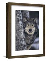 Gray Wolf Standing by Trees-DLILLC-Framed Photographic Print