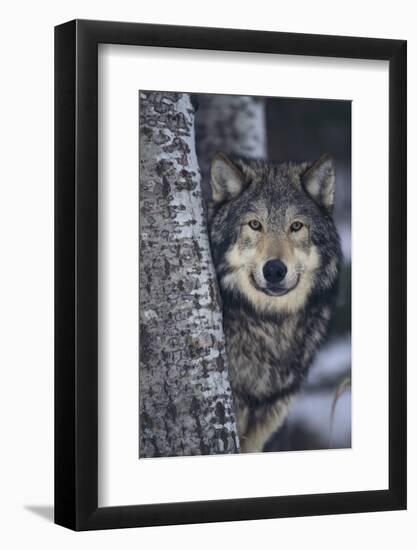 Gray Wolf Standing by Trees-DLILLC-Framed Photographic Print