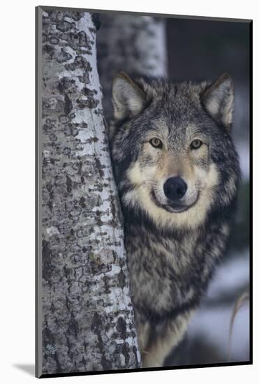 Gray Wolf Standing by Trees-DLILLC-Mounted Photographic Print