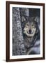 Gray Wolf Standing by Trees-DLILLC-Framed Photographic Print