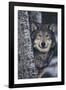 Gray Wolf Standing by Trees-DLILLC-Framed Photographic Print