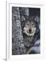 Gray Wolf Standing by Trees-DLILLC-Framed Photographic Print