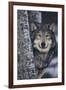 Gray Wolf Standing by Trees-DLILLC-Framed Photographic Print