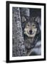 Gray Wolf Standing by Trees-DLILLC-Framed Photographic Print