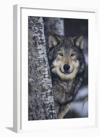 Gray Wolf Standing by Trees-DLILLC-Framed Photographic Print