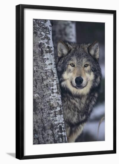 Gray Wolf Standing by Trees-DLILLC-Framed Photographic Print