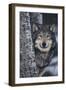 Gray Wolf Standing by Trees-DLILLC-Framed Photographic Print