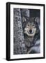 Gray Wolf Standing by Trees-DLILLC-Framed Photographic Print