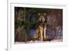 Gray Wolf Standing by Trees-DLILLC-Framed Photographic Print