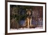 Gray Wolf Standing by Trees-DLILLC-Framed Photographic Print