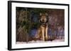 Gray Wolf Standing by Trees-DLILLC-Framed Photographic Print