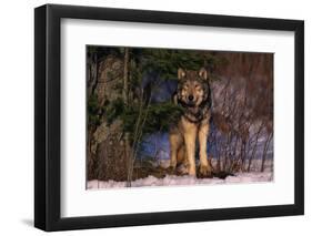 Gray Wolf Standing by Trees-DLILLC-Framed Photographic Print