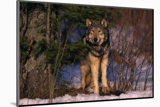 Gray Wolf Standing by Trees-DLILLC-Mounted Photographic Print