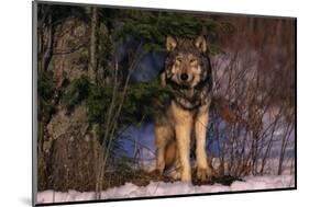 Gray Wolf Standing by Trees-DLILLC-Mounted Photographic Print