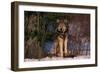 Gray Wolf Standing by Trees-DLILLC-Framed Photographic Print