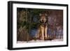 Gray Wolf Standing by Trees-DLILLC-Framed Photographic Print