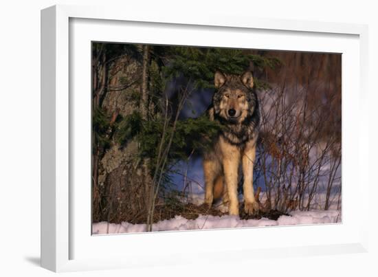 Gray Wolf Standing by Trees-DLILLC-Framed Photographic Print