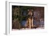 Gray Wolf Standing by Trees-DLILLC-Framed Photographic Print