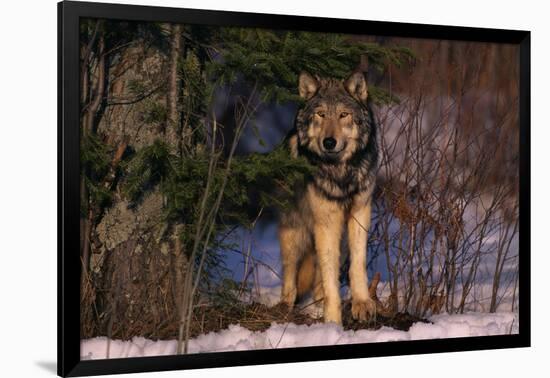 Gray Wolf Standing by Trees-DLILLC-Framed Photographic Print