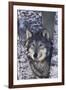 Gray Wolf Standing by Trees-DLILLC-Framed Photographic Print