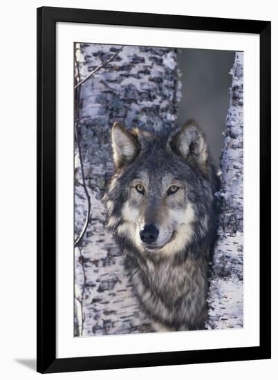 Gray Wolf Standing by Trees-DLILLC-Framed Photographic Print