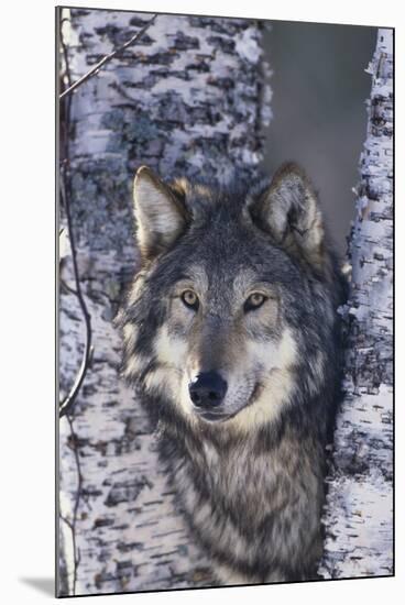 Gray Wolf Standing by Trees-DLILLC-Mounted Photographic Print