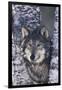 Gray Wolf Standing by Trees-DLILLC-Framed Photographic Print