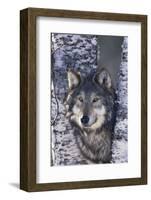 Gray Wolf Standing by Trees-DLILLC-Framed Photographic Print